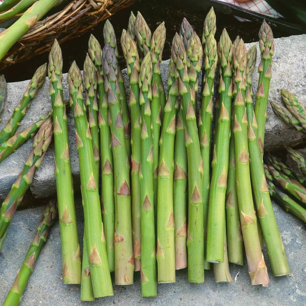 Asparagus Crowns Mixed Varieties Bare Root