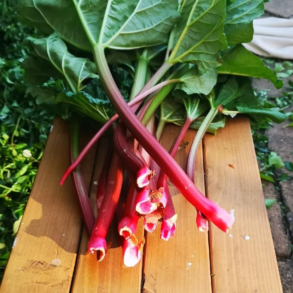 Rhubarb Crowns Mixed Varieties X4