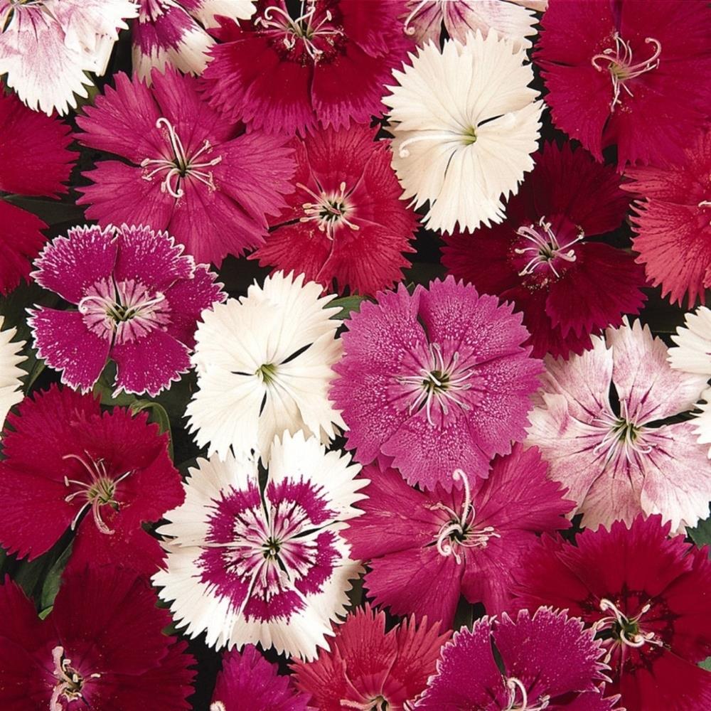 Dianthus 'Diamond' Mix X24