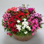Dianthus 'Diamond' Mix X24