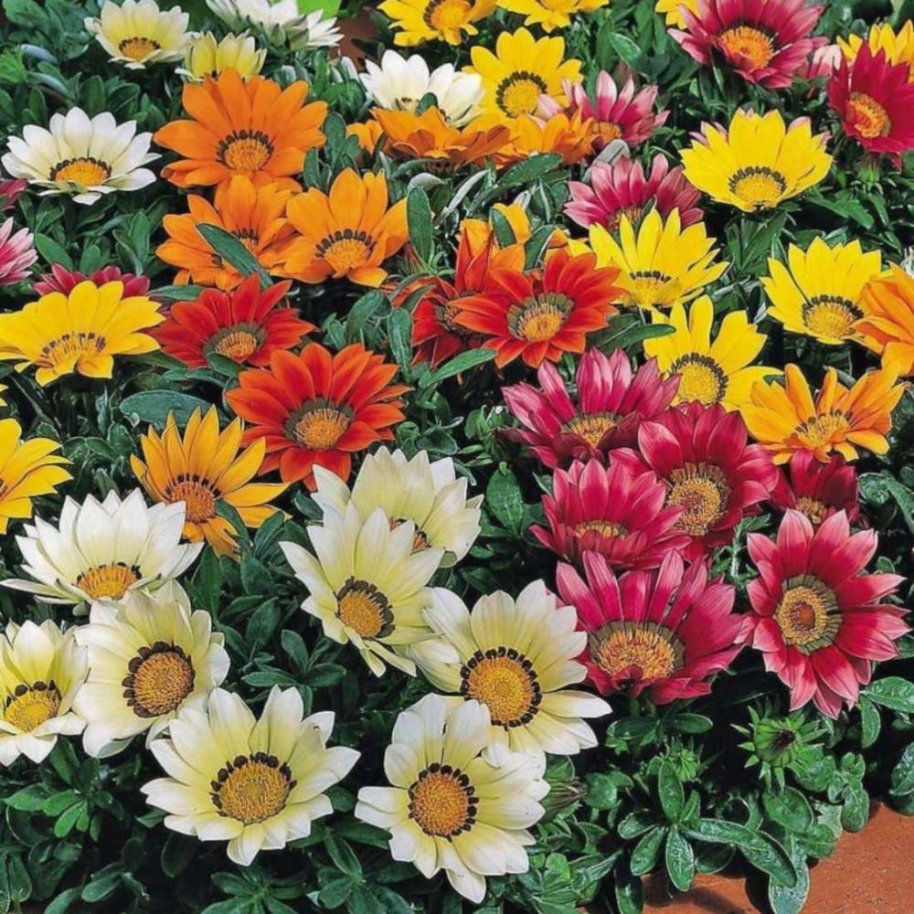 Gazania Kiss Frosty X12