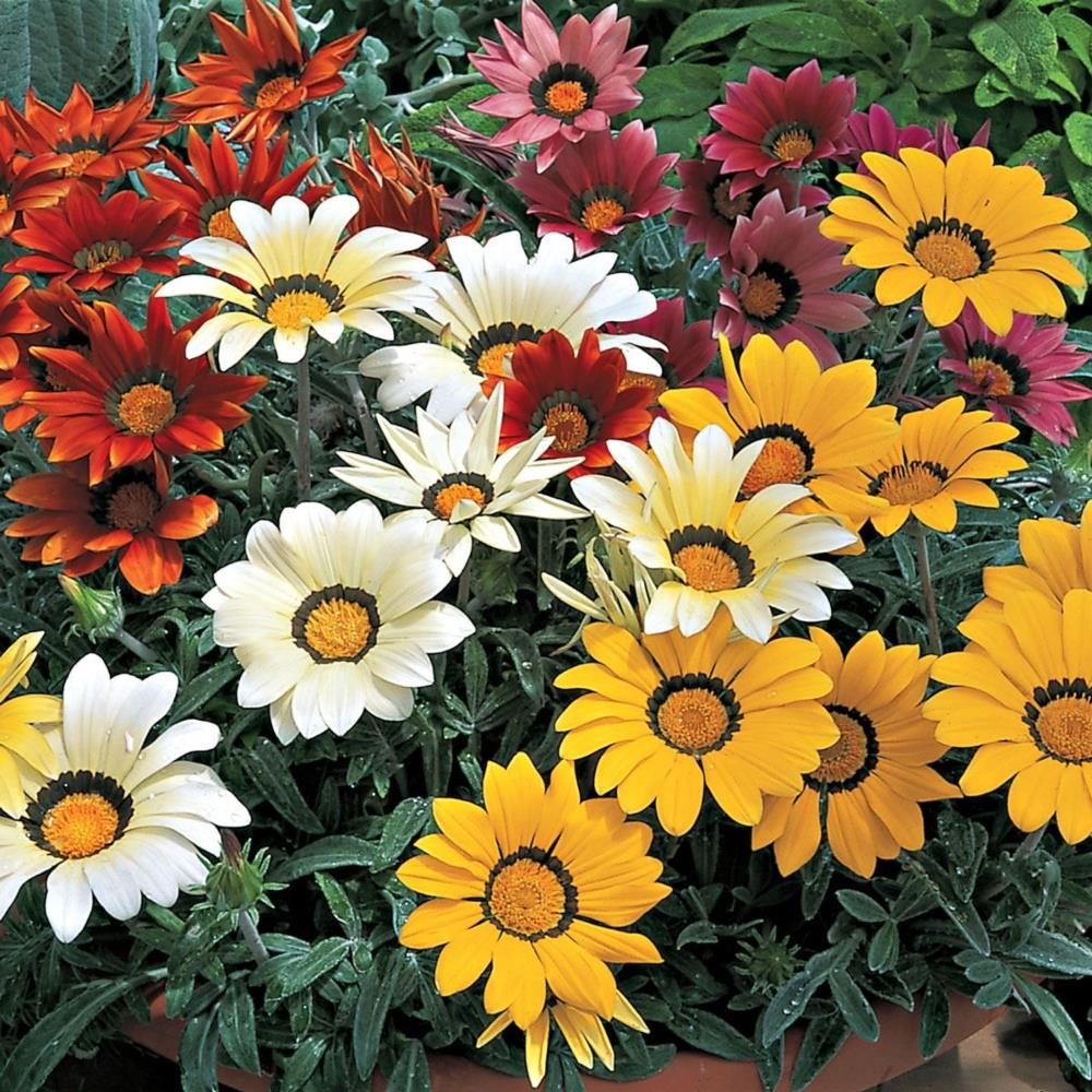 Gazania Kiss Frosty X12