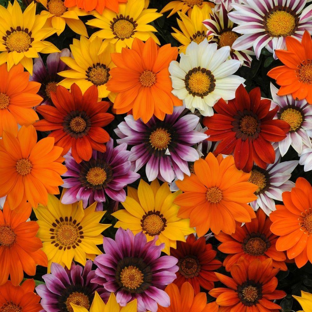 Gazania Daybreak X12