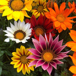 Gazania Daybreak X12