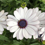 Osteospermum Senoritas 'Blanca' X3