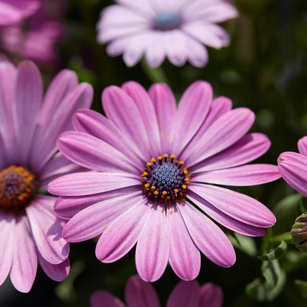 Osteospermum Senoritas 'Lola' X3