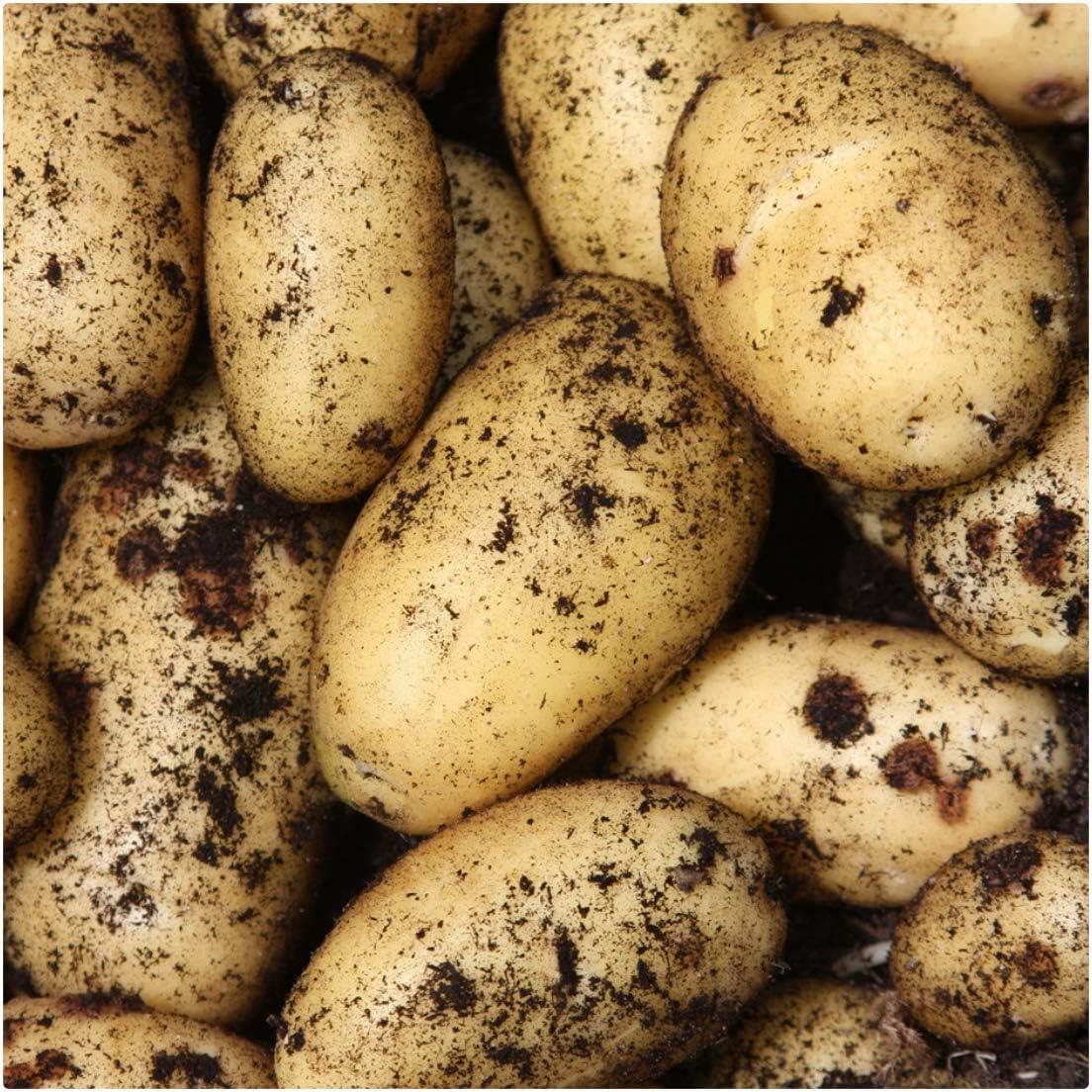 Seed Potato 'Charlotte'