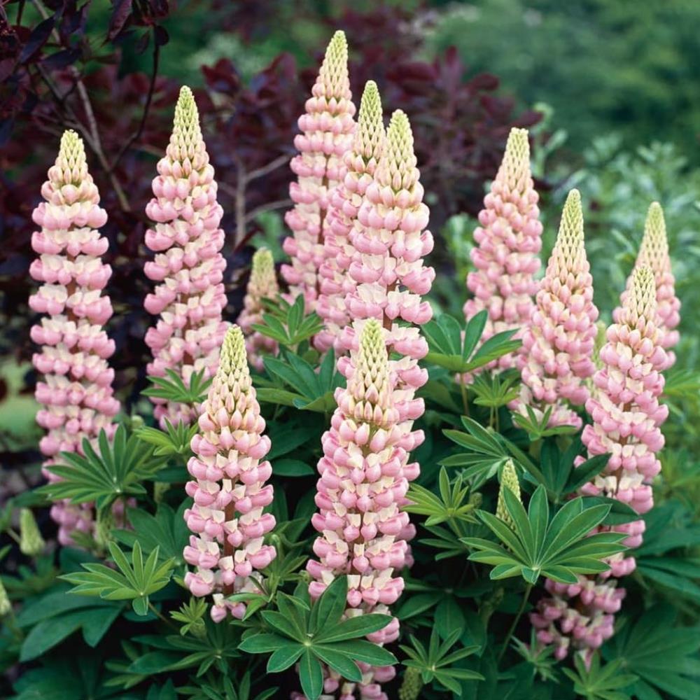 Lupin Legendary 'Pink and White Mix' X6
