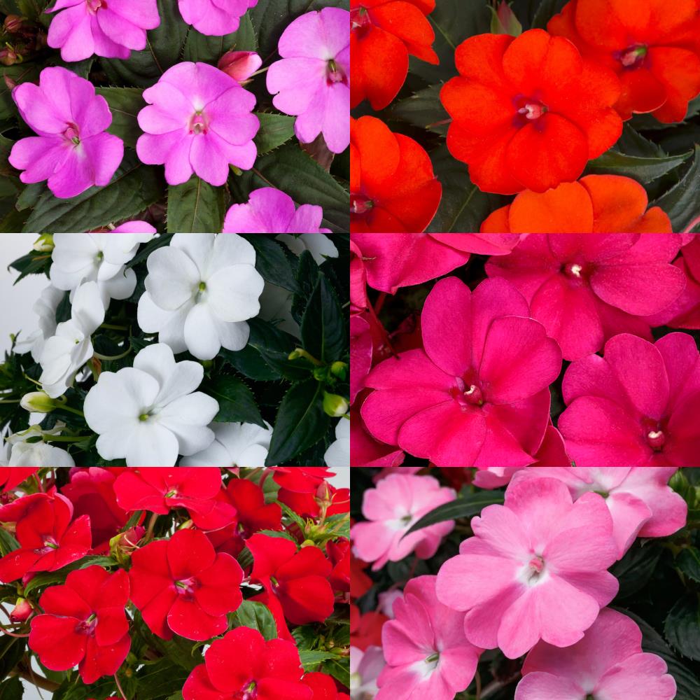 SunPatiens® Impatiens Mix X3