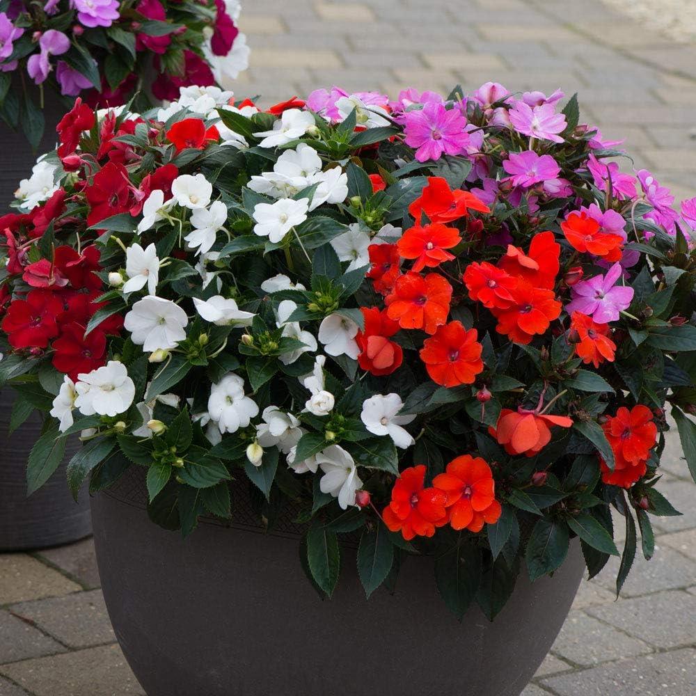 SunPatiens® Impatiens Mix X3