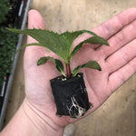 SunPatiens® Impatiens Mixed X6