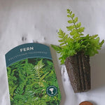Hardy Shield Fern 'Polystichum Tsussimense' X3