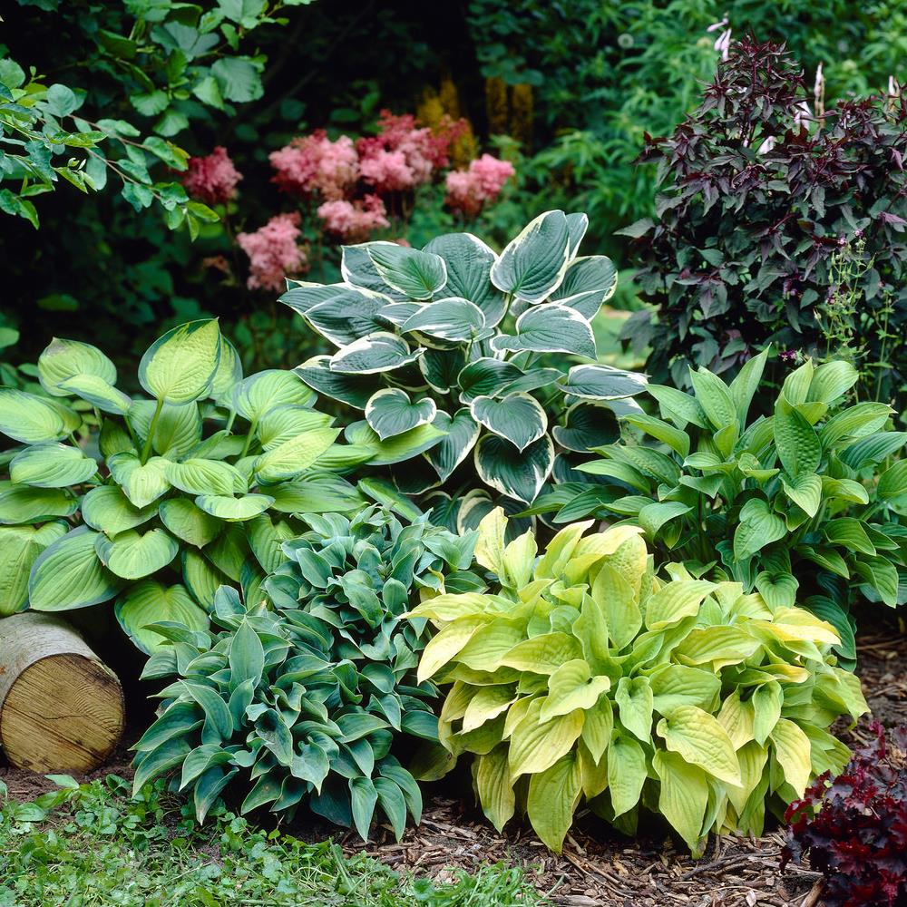 Hosta Mix