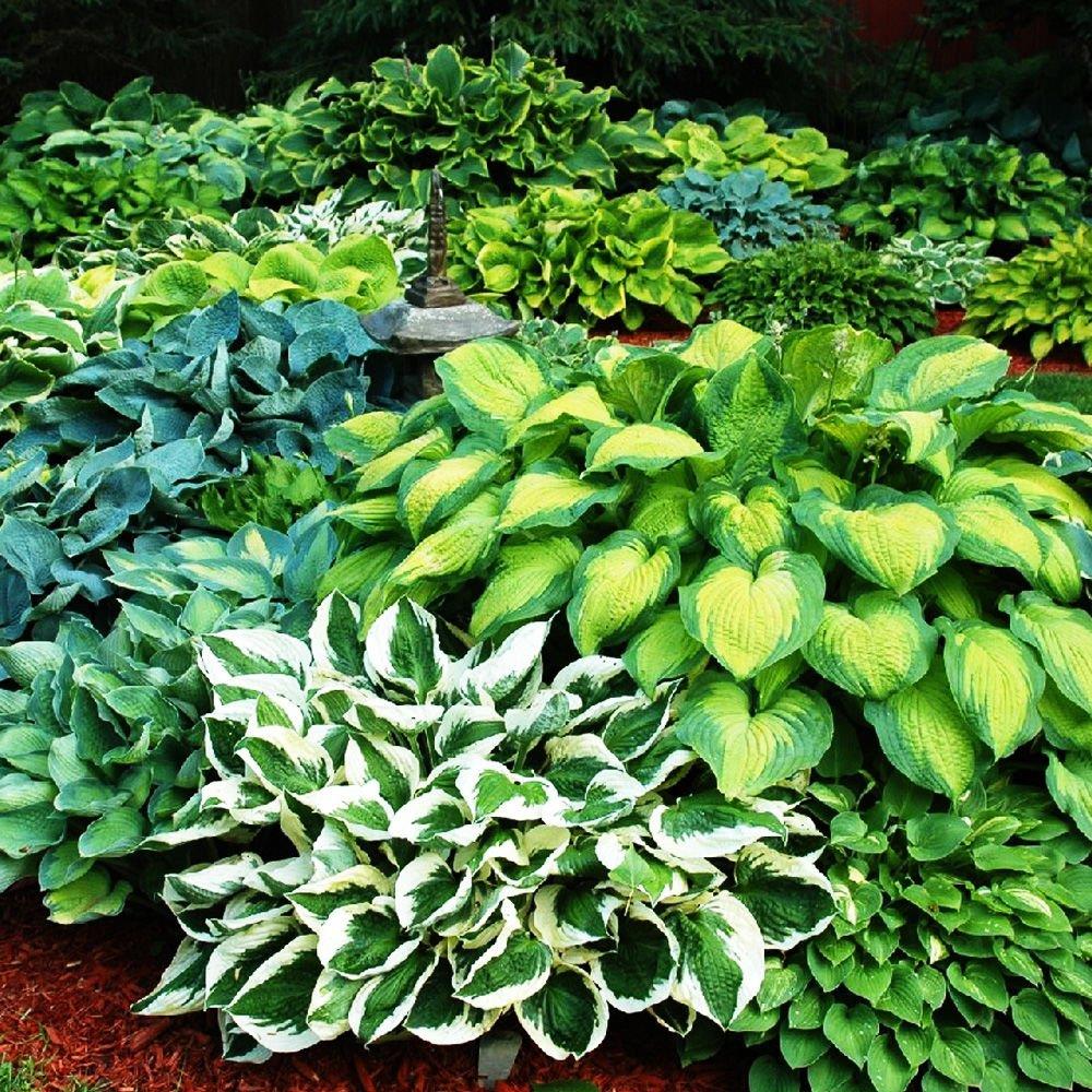 Hosta Mix