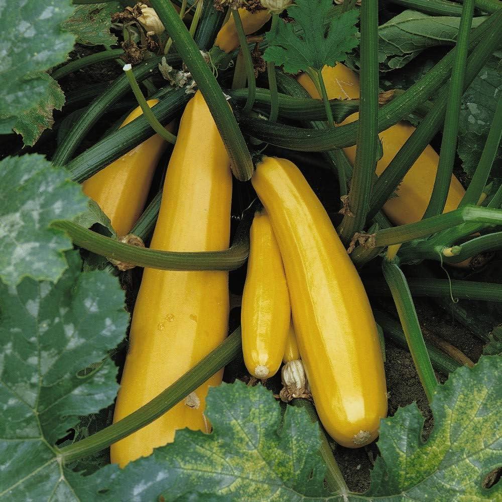 Courgette 'Parador' X3
