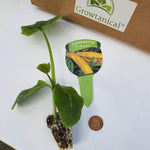 Courgette 'Parador' X3