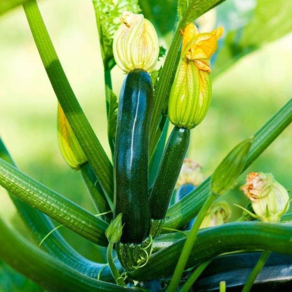 Courgette 'Yellow and Green' Mix X2