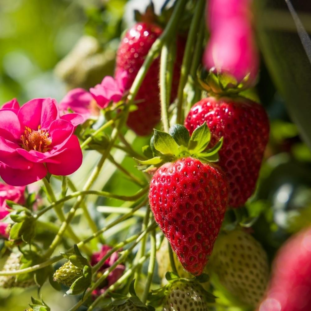 Strawberry 'Summer Breeze Cherry Blossom' X5