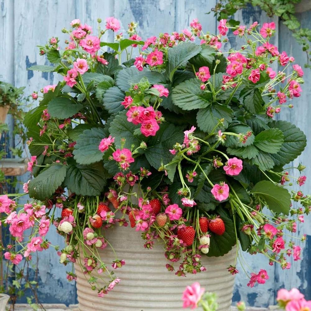 Strawberry 'Summer Breeze Cherry Blossom' X5