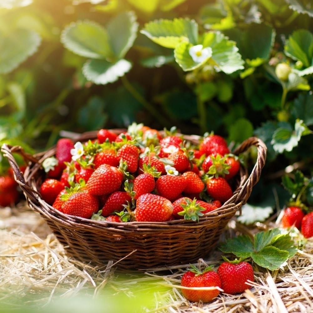 Strawberry  'Montana' X5