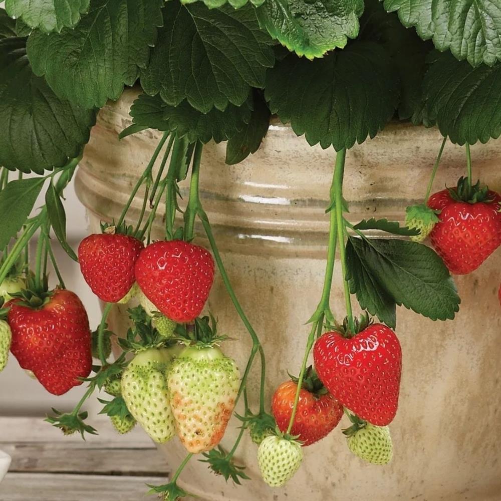 Strawberry  'Montana' X5
