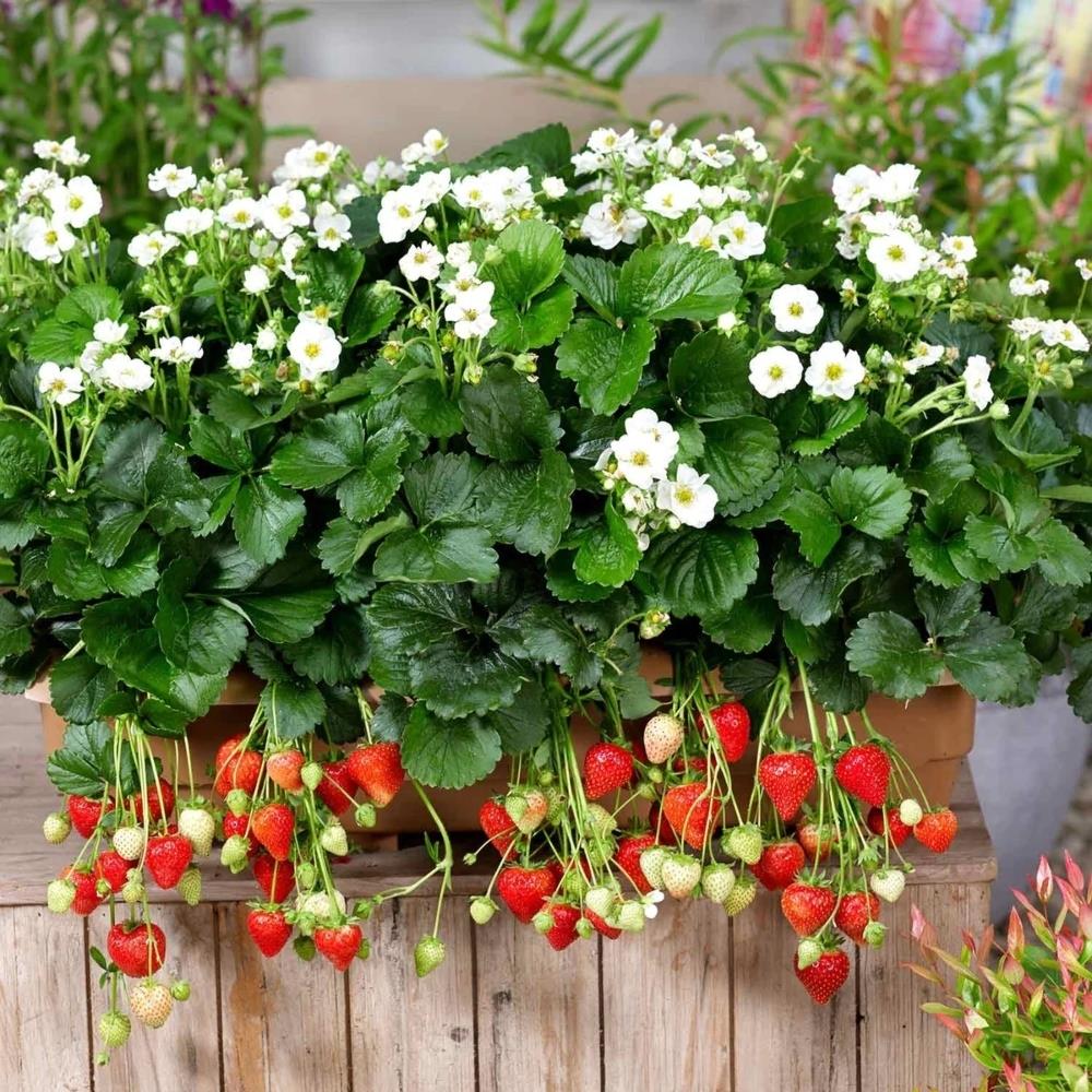 Strawberry 'Summer Breeze Snow' X5