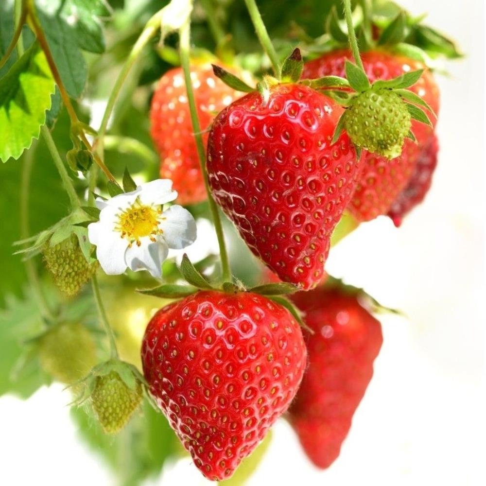 Strawberry 'Summer Breeze Snow' X5
