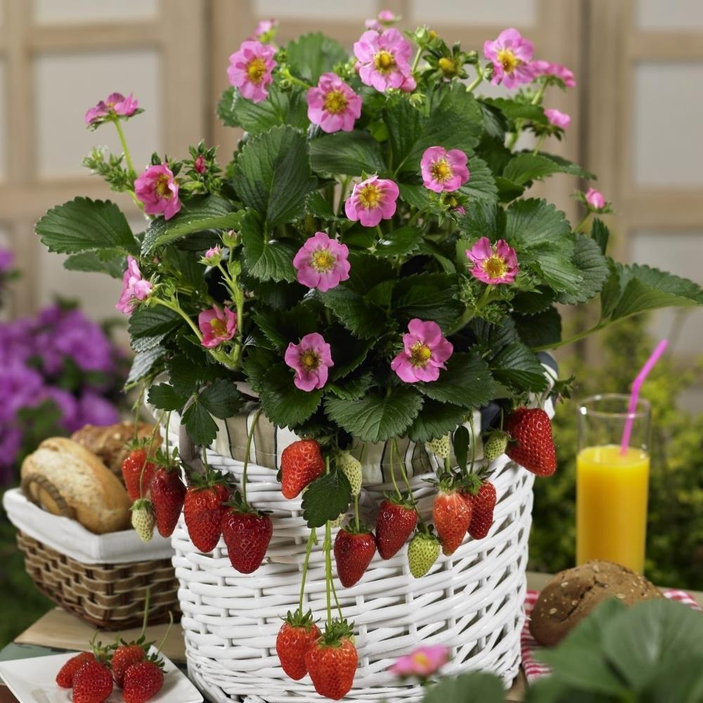 Strawberry 'Gasana' X5