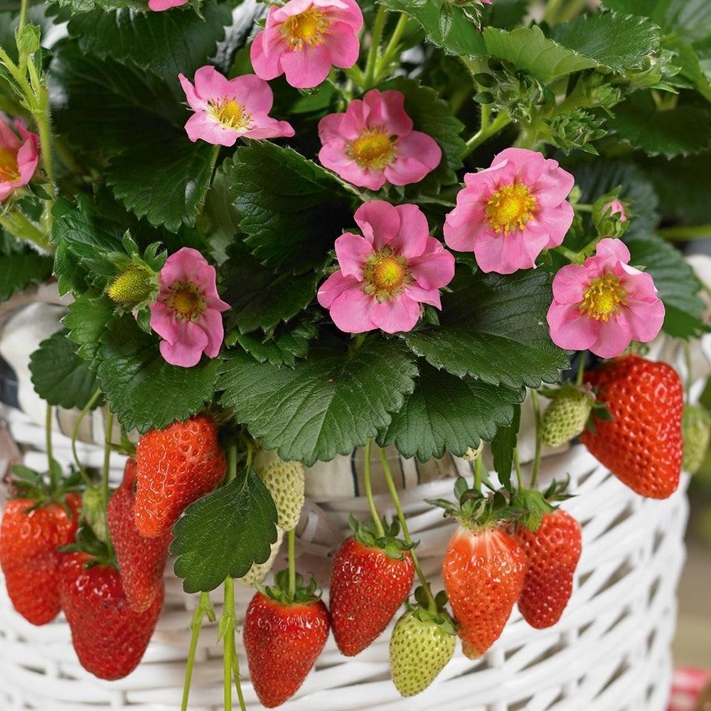 Strawberry 'Gasana' X5