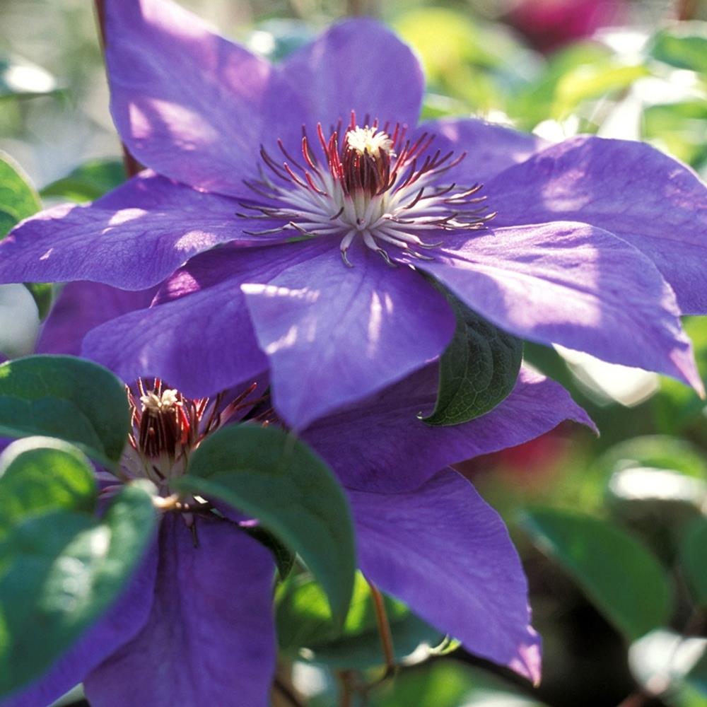 Clematis Hybrid 'Elsa Spath' X3