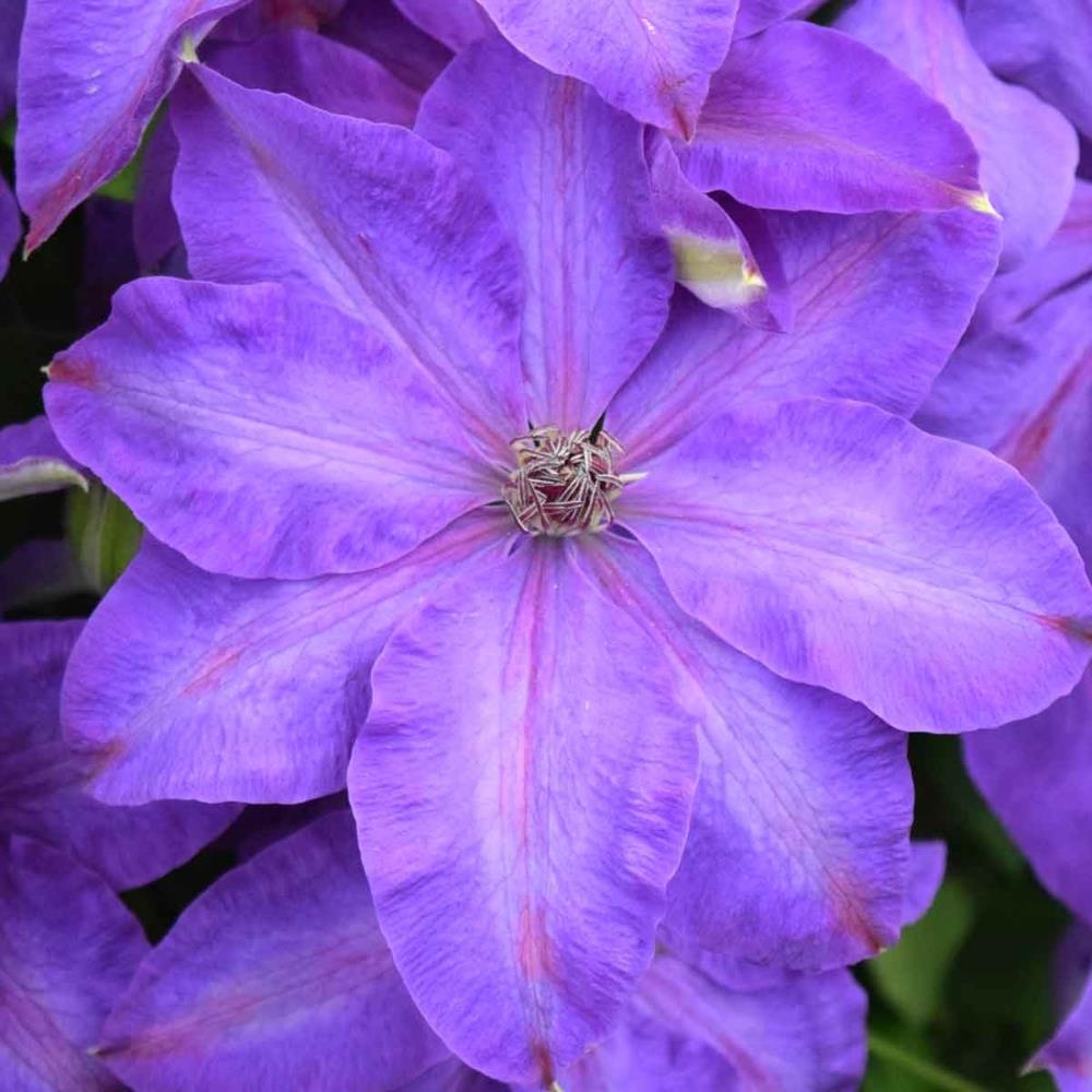 Clematis Hybrid 'Elsa Spath' X3