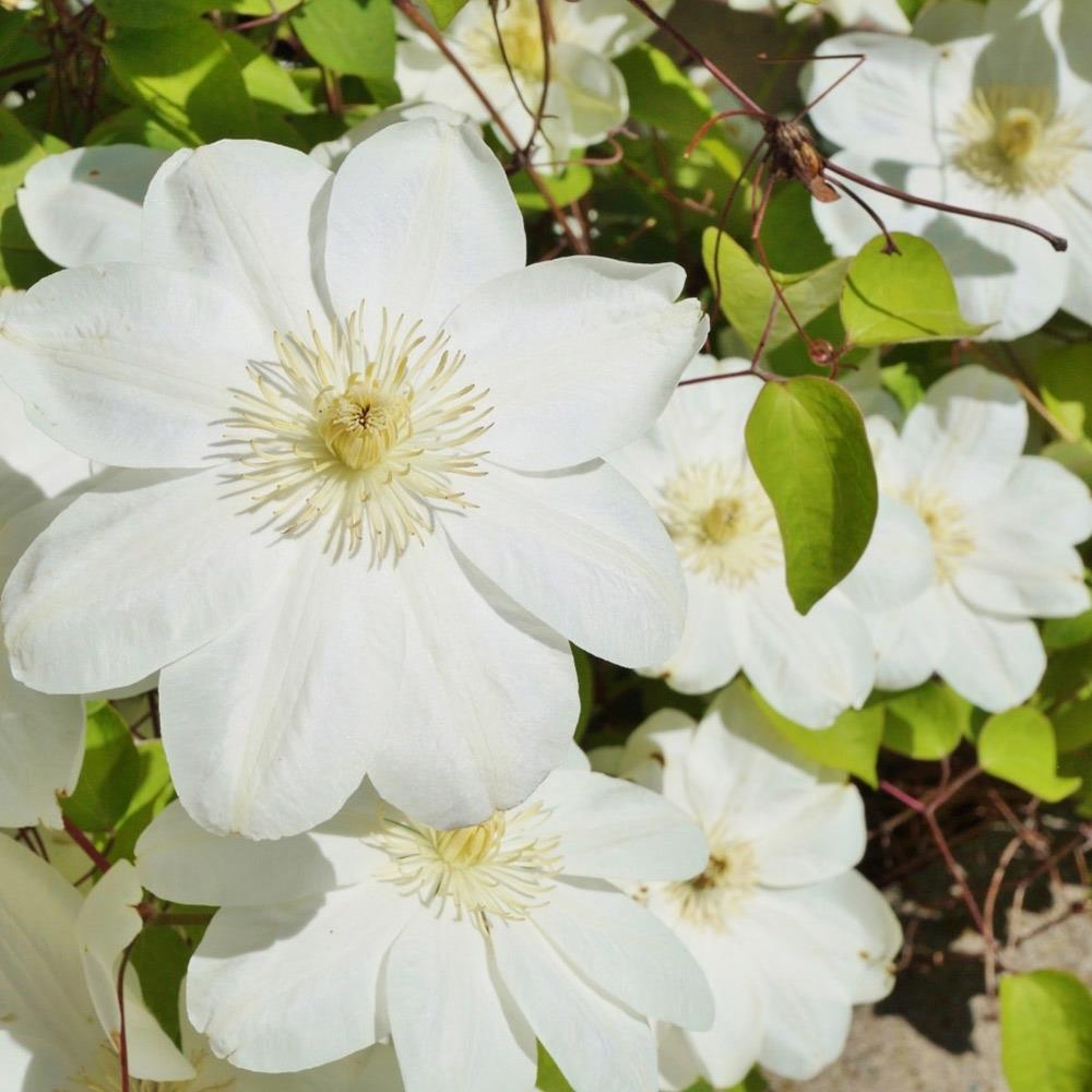 Clematis Hybrid 'Guernsey Cream' X3