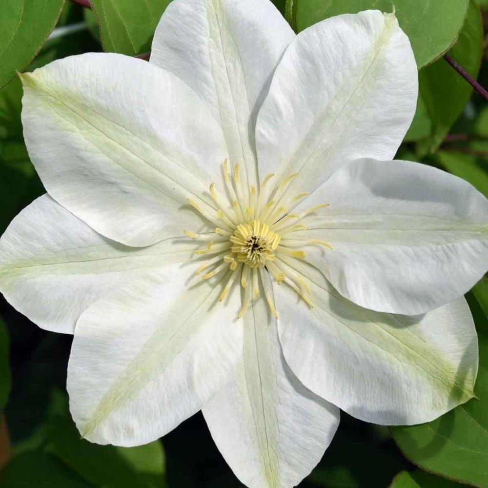 Clematis Hybrid 'Guernsey Cream' X3