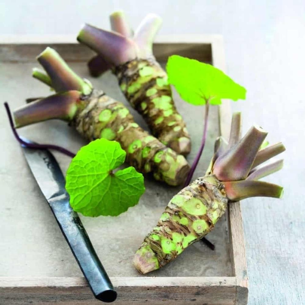 Wasabi Japonica 'Mephisto Red' X3