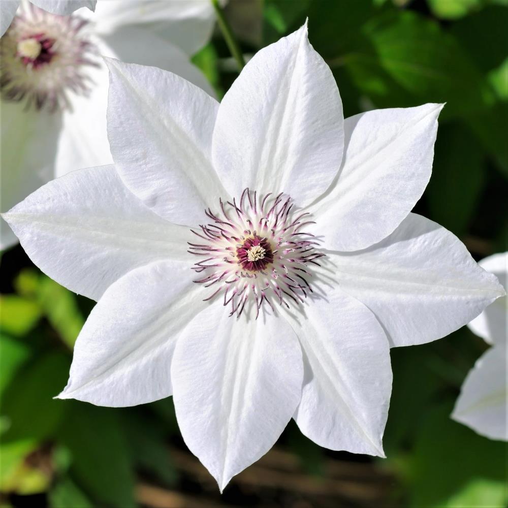 Clematis 'Henryi' X3