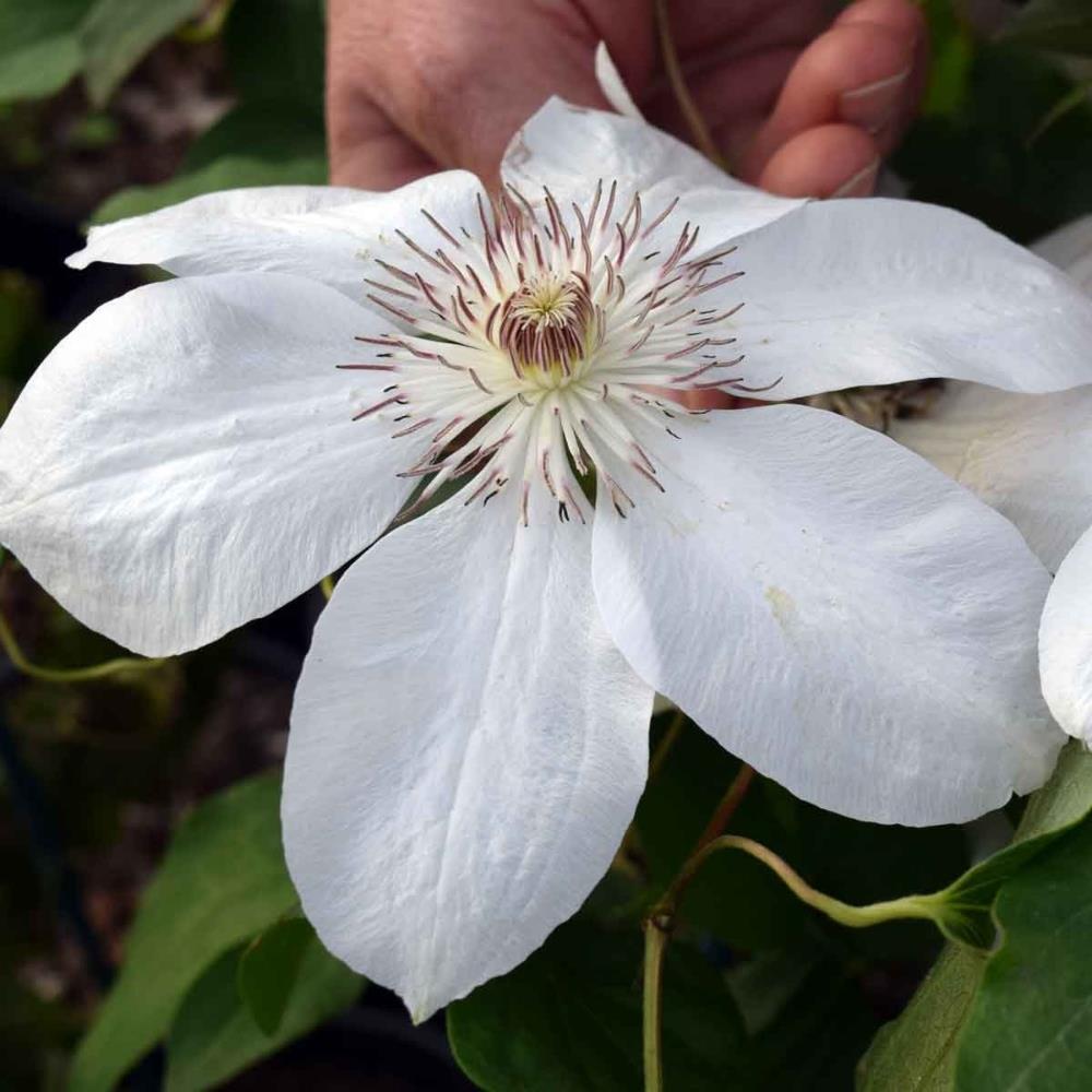 Clematis 'Henryi' X3