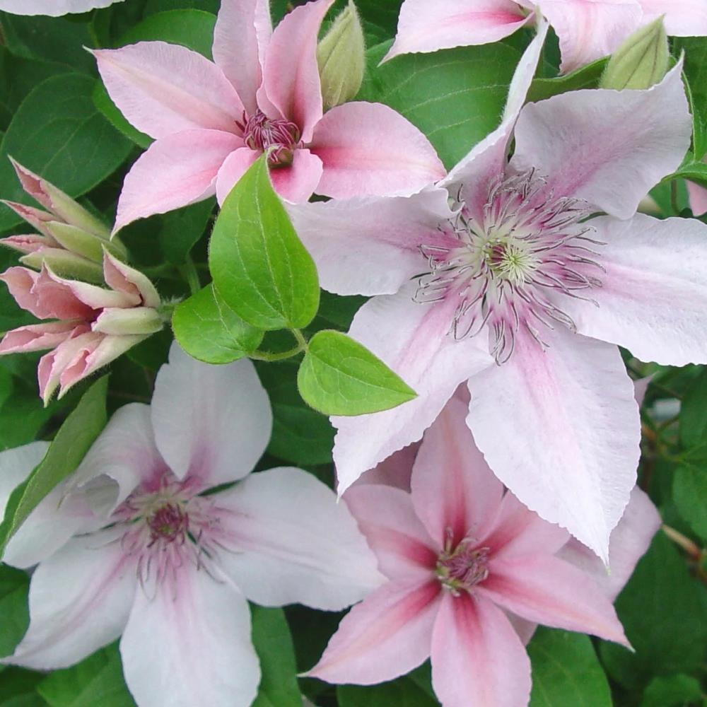 Clematis John Paul II (Jan Pawel) X3