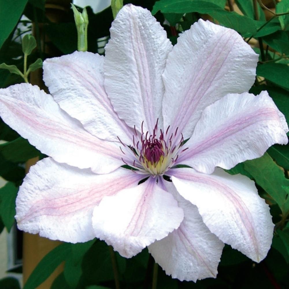 Clematis John Paul II (Jan Pawel) X3