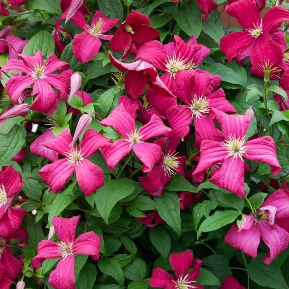 Clematis Viticella Madame Julia Correvon X3
