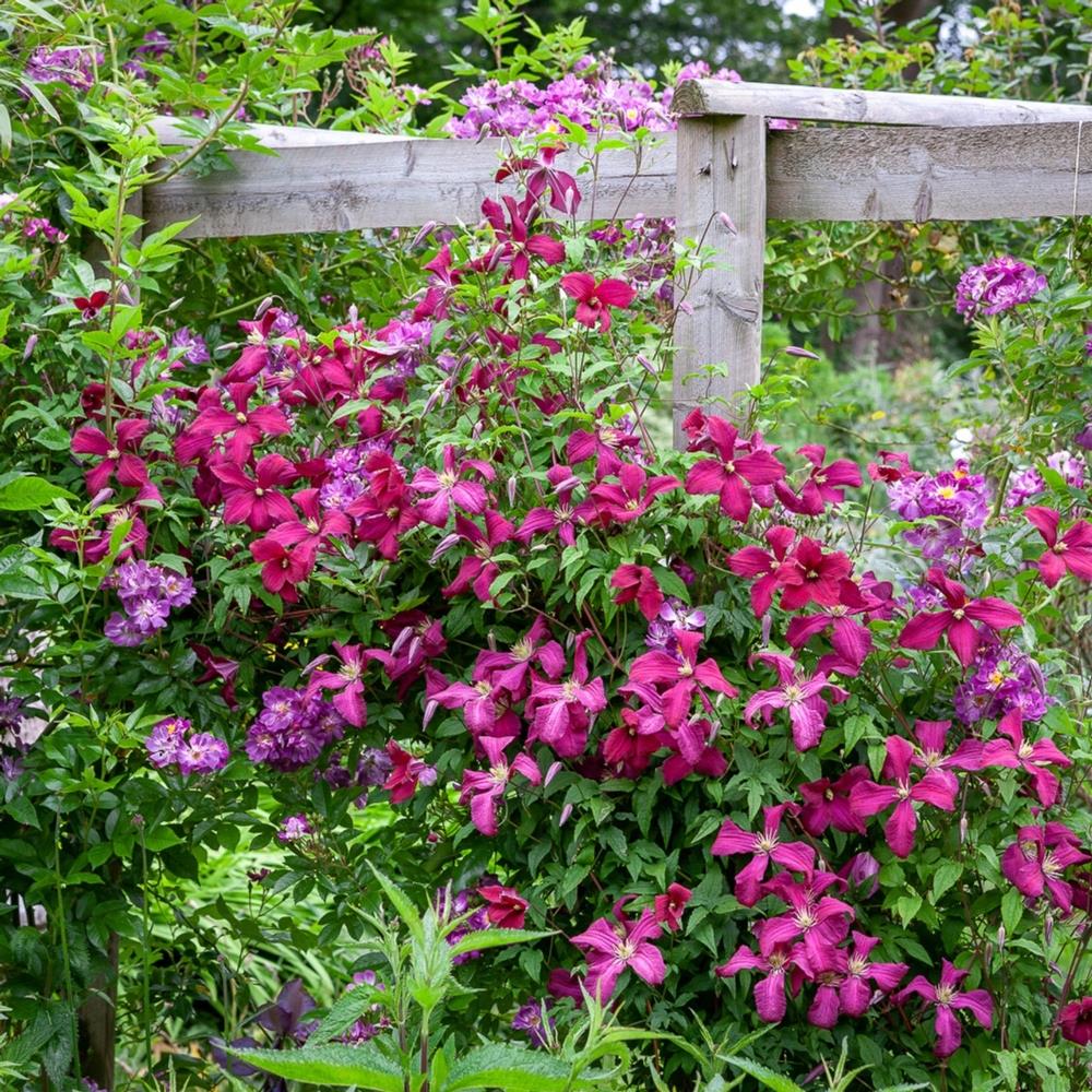 Clematis Viticella Madame Julia Correvon X3