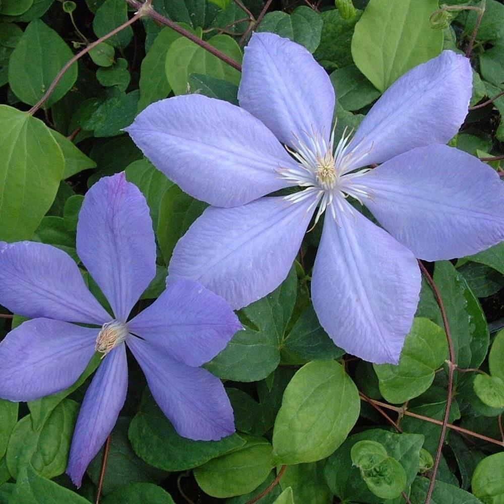 Clematis Hybrid 'Mrs Cholmondeley' X3