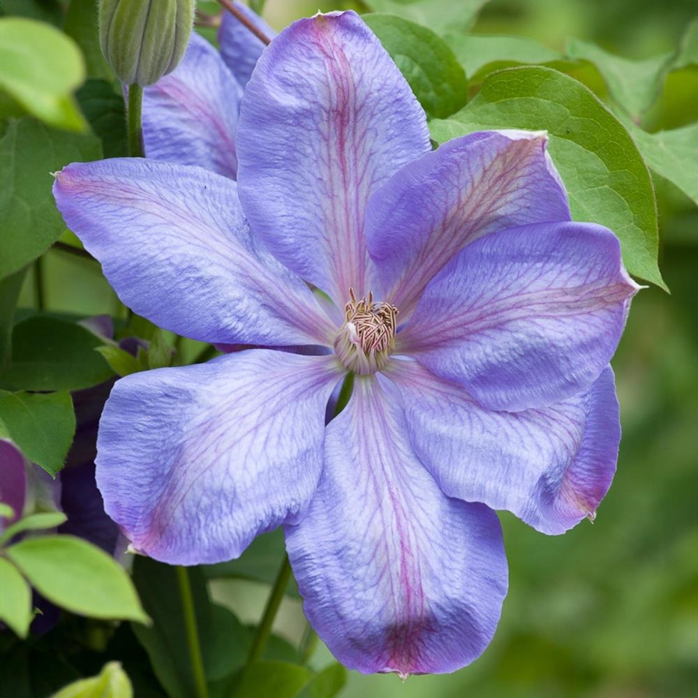 Clematis Hybrid 'Mrs Cholmondeley' X3