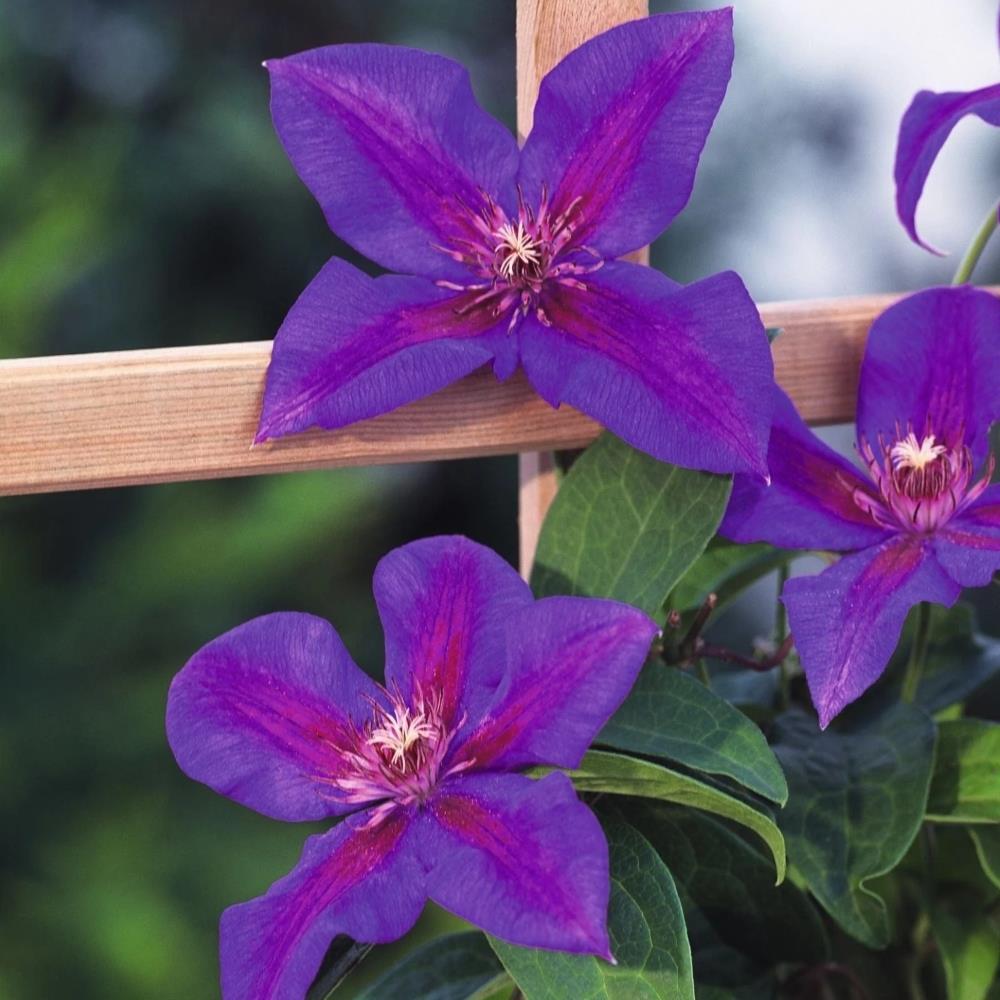 Clematis 'Mrs N. Thompson' X3