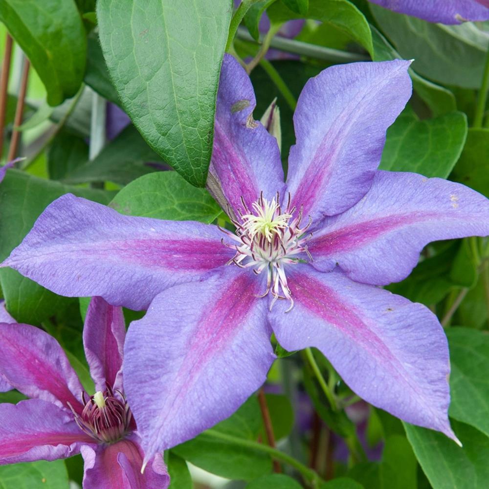 Clematis 'Mrs N. Thompson' X3