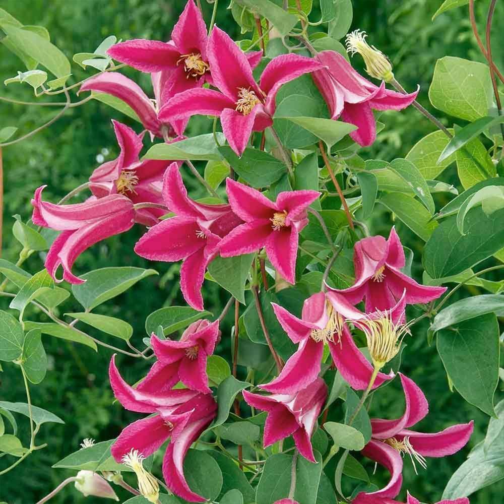 Clematis Texensis Princess Diana X3