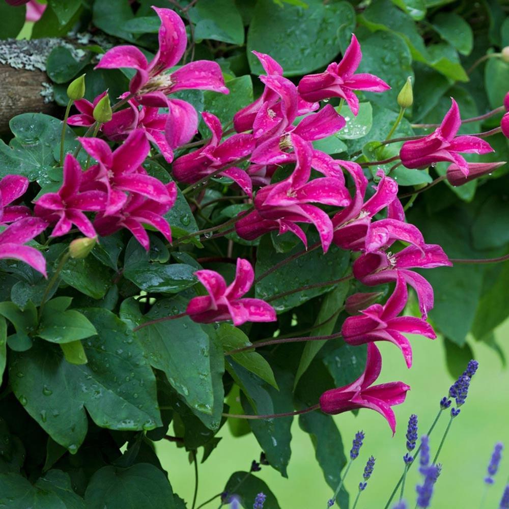 Clematis Texensis Princess Diana X3