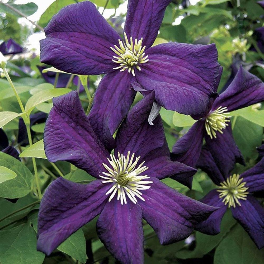 Clematis 'Romantika' X3