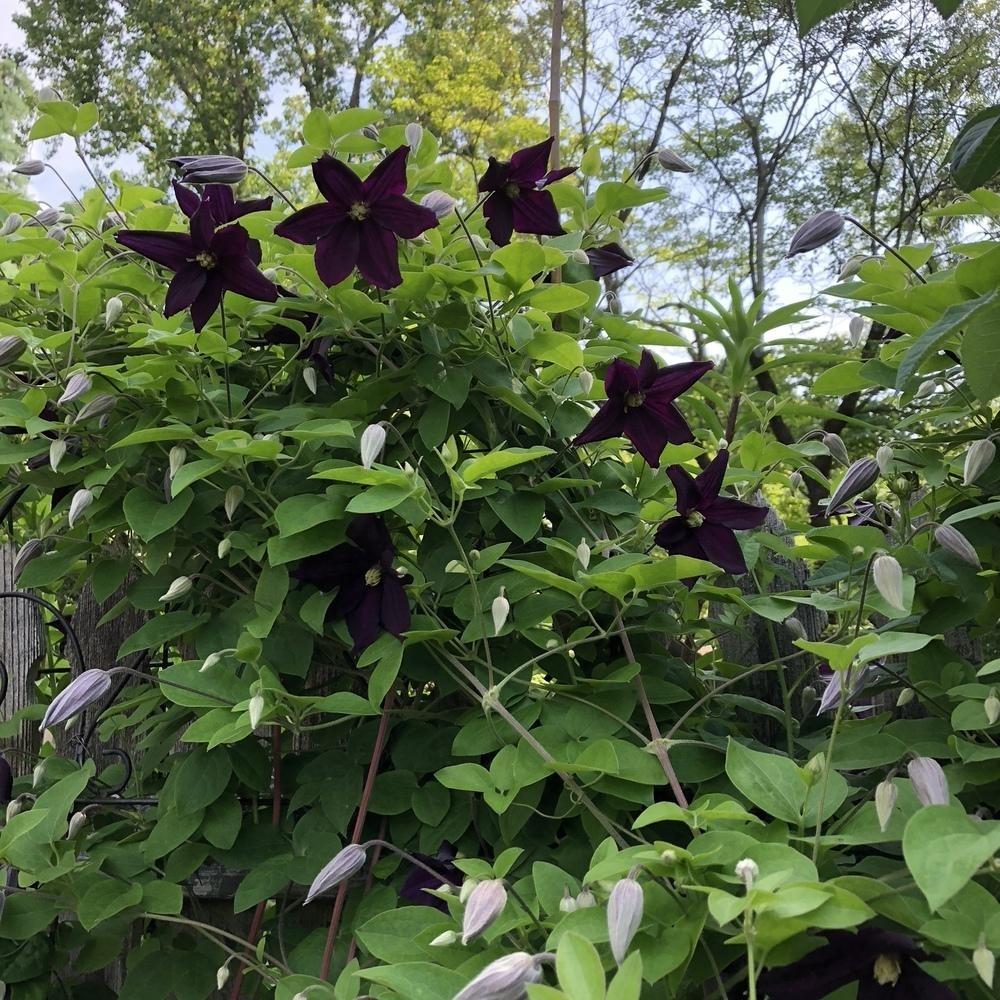 Clematis 'Romantika' X3