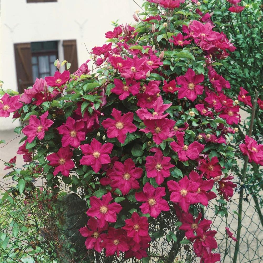 Clematis 'Rouge Cardinal' X3