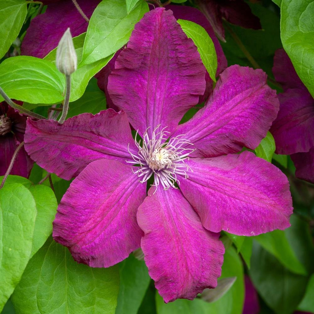 Clematis 'Rouge Cardinal' X3